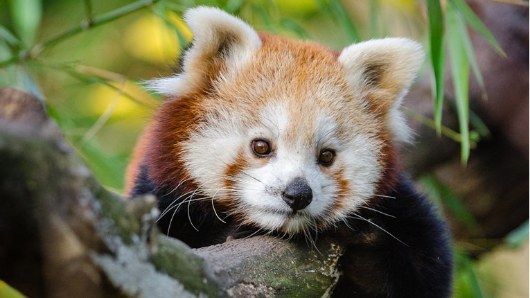 Mladunci crvenih pandi u Zagrebačkom zoološkom vrtu odlično napreduju